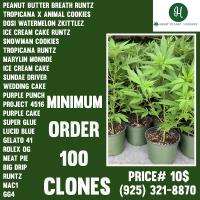 Hemp Plant Nursery image 2